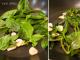 Классический французский рататуй - рецепт с фото приготовления овощного блюда Оригинальный рецепт рататуя