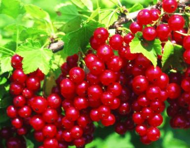 Preparing redcurrant compote - step-by-step recipe and storage How to make delicious redcurrant compote