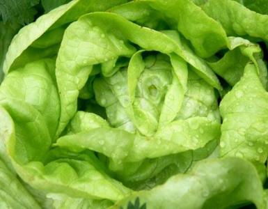 Peamised salatitüübid: kirjeldus ja foto
