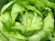 Peamised salatitüübid: kirjeldus ja foto