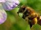 عسل الزهور: خصائص مفيدة وموانع وفوائد ومضار متى يتم جمع عسل الزهور