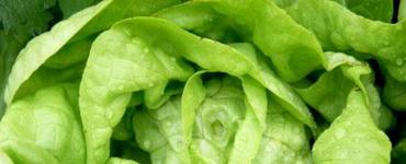 Основные виды салатов: описание и фото