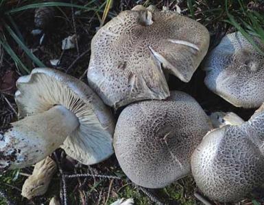 Їстівні та неїстівні види грибів рядівки: фото та назви Як виглядає отруйна сіра рядівка