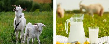 Как сделать творог из молока в домашних условиях