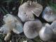 Їстівні та неїстівні види грибів рядівки: фото та назви Як виглядає отруйна сіра рядівка